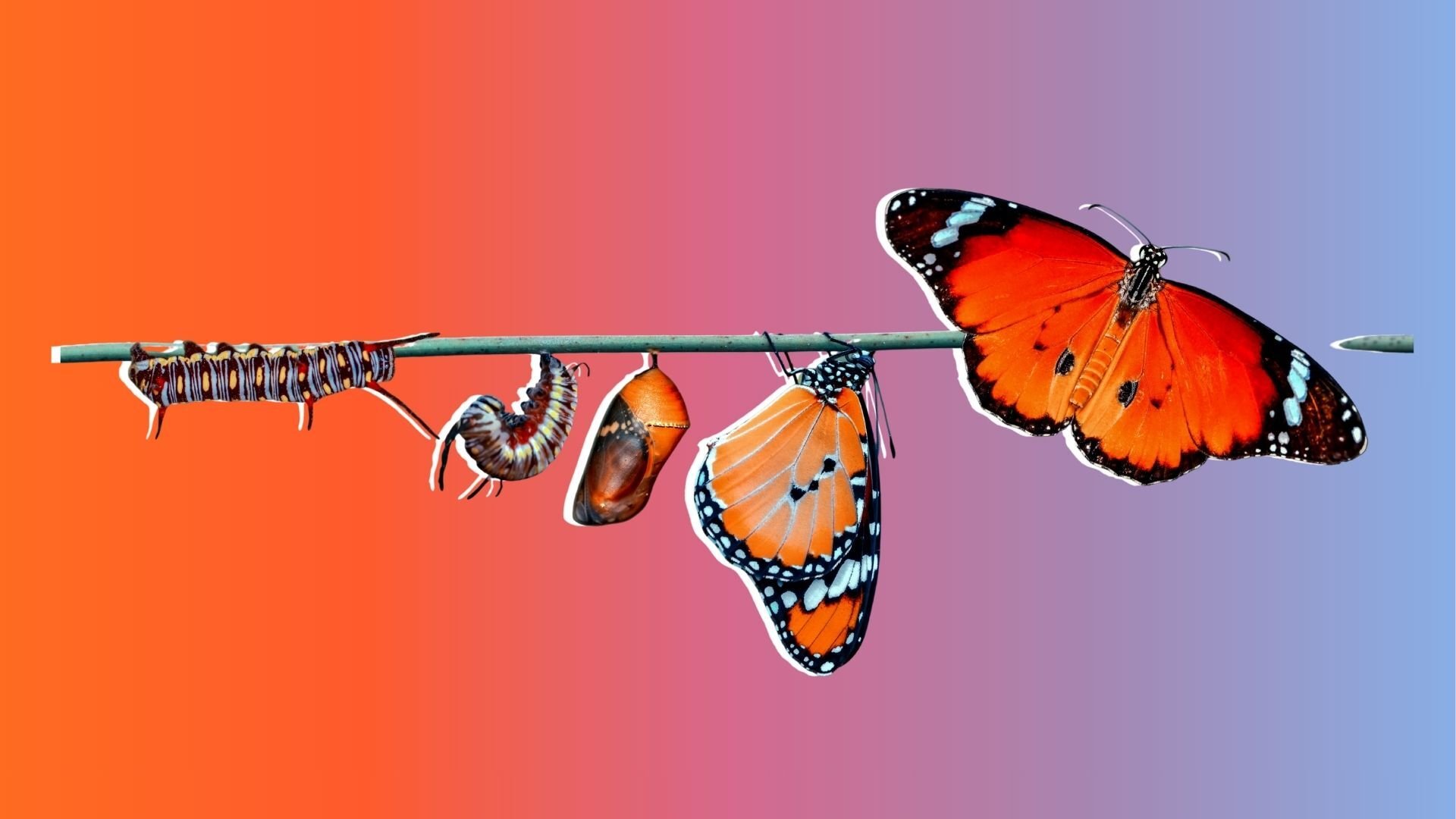 Metamorphosis: From caterpillar to butterfly